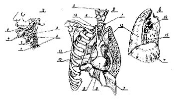 wpe2.jpg (50468 bytes)